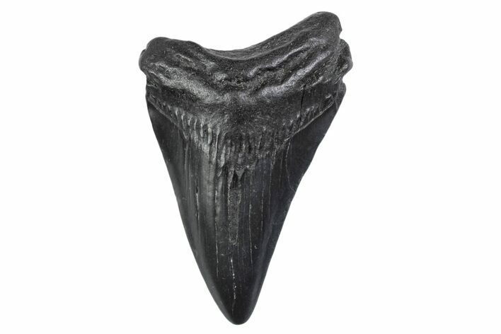 Juvenile Megalodon Tooth - South Carolina #370296